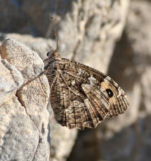 Cretan Grayling