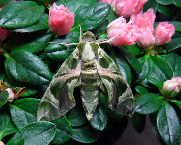 Oleander Hawkmoth