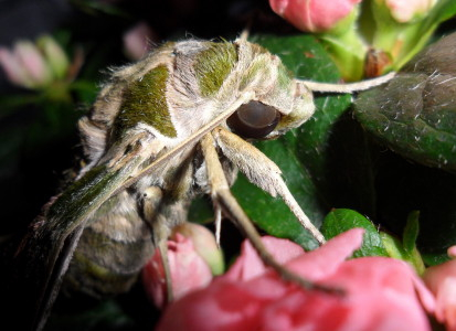 Oleander Hawkmoth