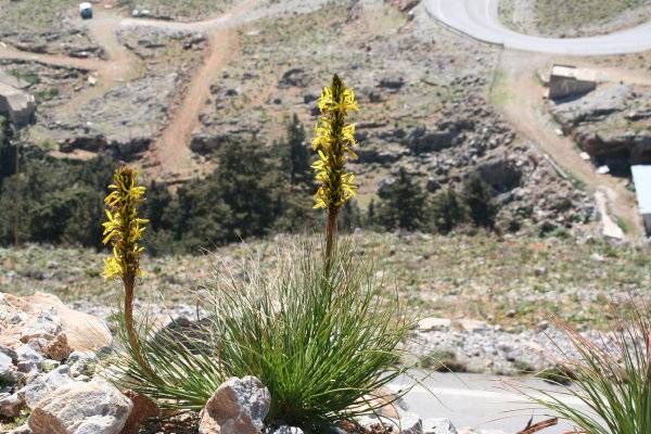 Yellow Asphodel