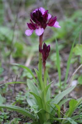 Butterfly Orchid