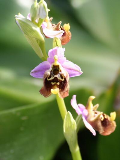 Large-flowered Bee Ophrys