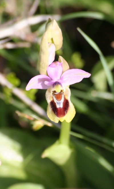 Wasp Ophyrys, Sawfly Orchid