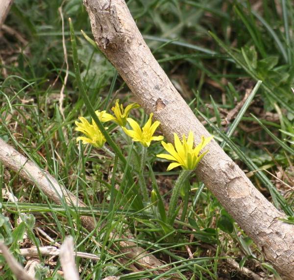 Gagea peduncularis