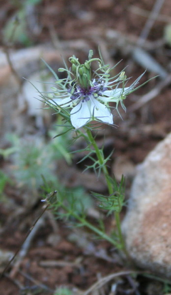 Love-in-a-mist, or devil-in-a-bush