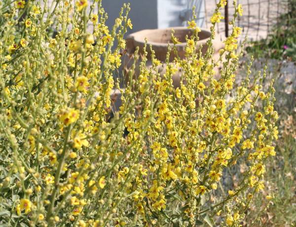 Verbascum sinuatum