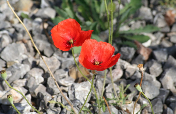 Common Poppy, Corn Poppy