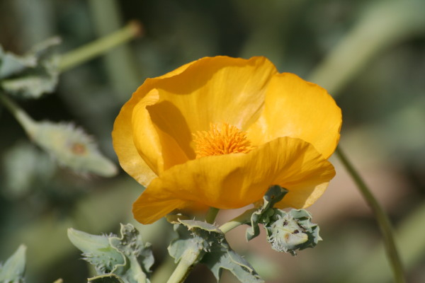 Yellow Horned- Poppy