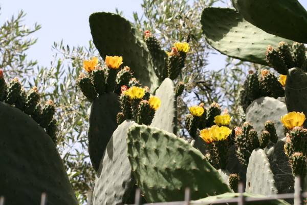Prickly Pear