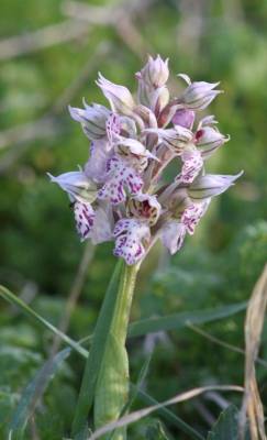 Milky Orchid