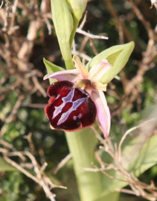 Grecian Spider Orchid