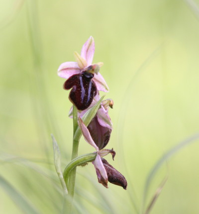 Grecian Spider Orchid