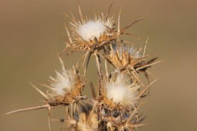 Drying thistle heads