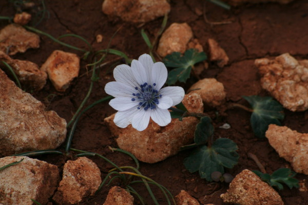 Anemone hortensis