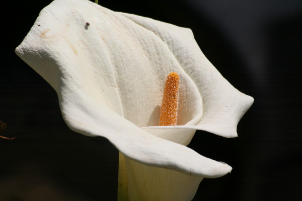 Cretan Arum