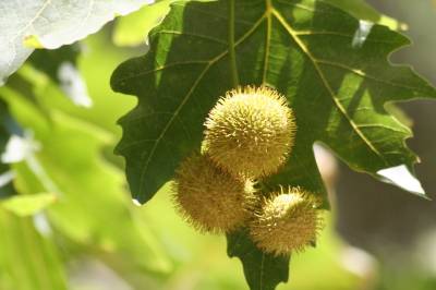 Oriental Plane
