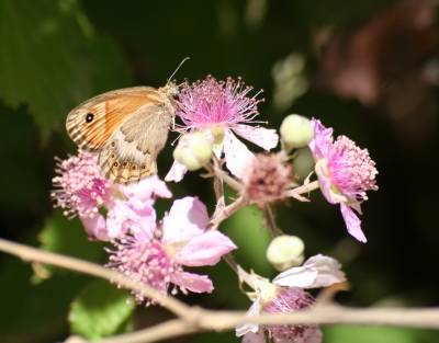Bramble, Blackberry