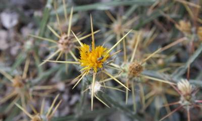 centaurea idaea