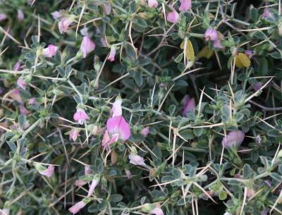 Restharrow