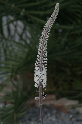 Sea Squill