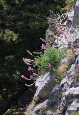 Onobrychis Sphaciotica