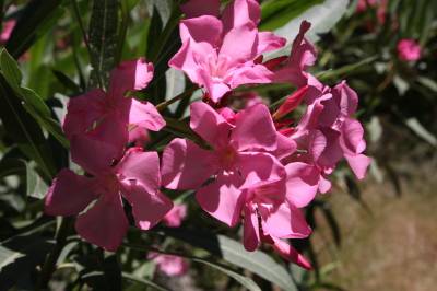 Oleander