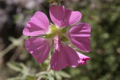 Lavatera Bryoniifolia