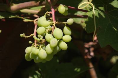Our grape vine