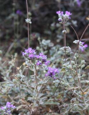 Origanum microphyllium