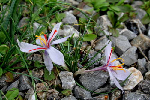 Crocus cartwrightianus
