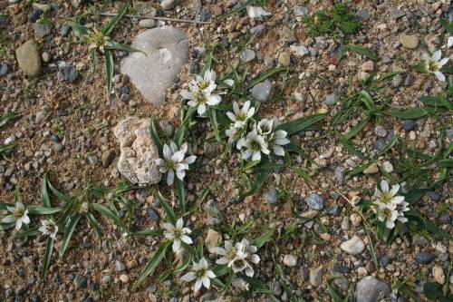 Androcymbium rechingeri