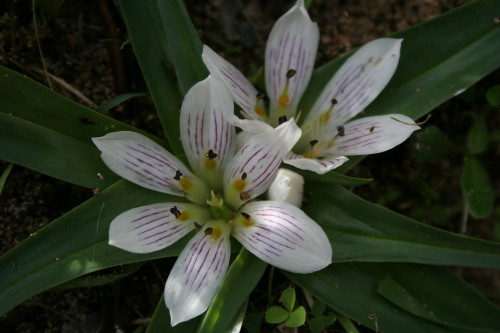 Androcymbium rechingeri