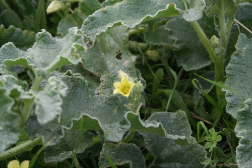 Squirting Cucumber flower