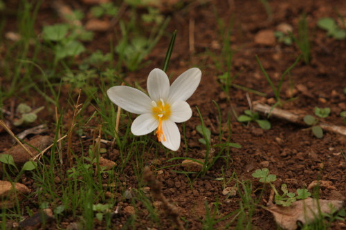 Crocus boryi