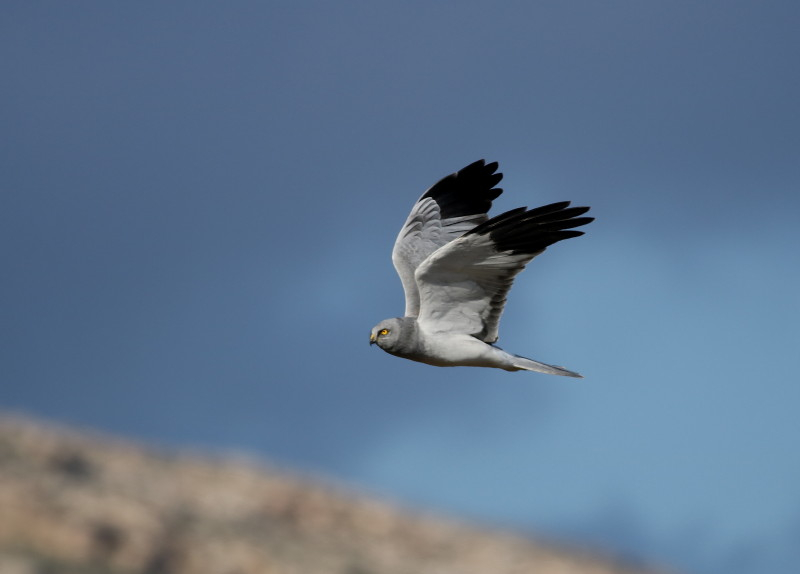 Hen Harrier