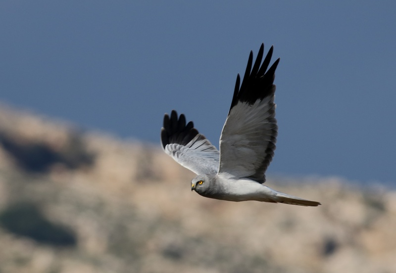 Hen Harrier