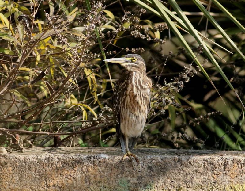 Striated Heron