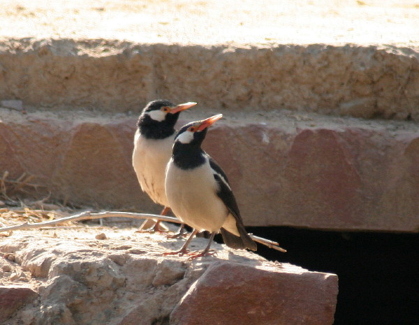 Asian Pied Starling