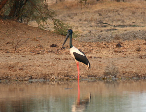 Black-necked Stork