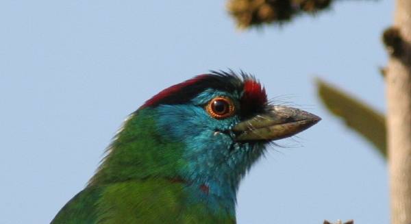 Blue-throated Barbet