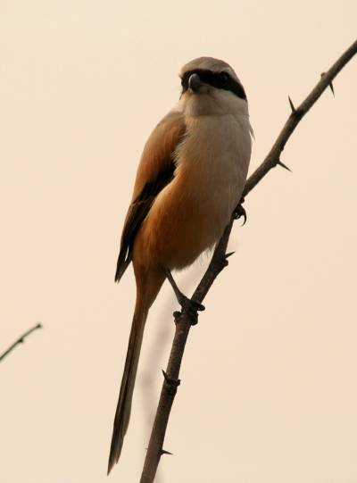 Bay-backed Shrike