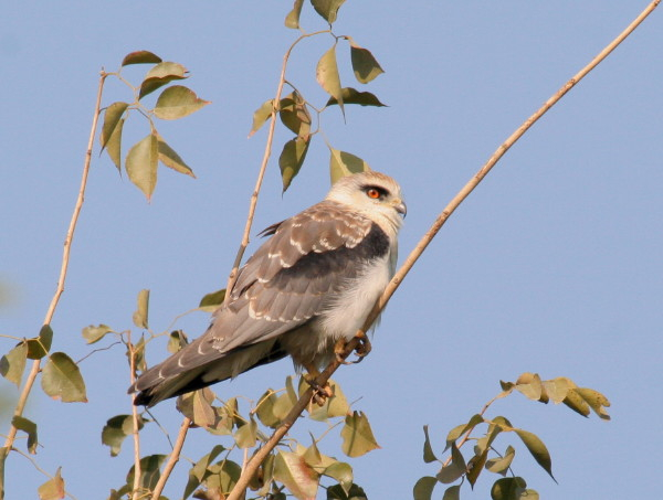Black-shouldered Kite