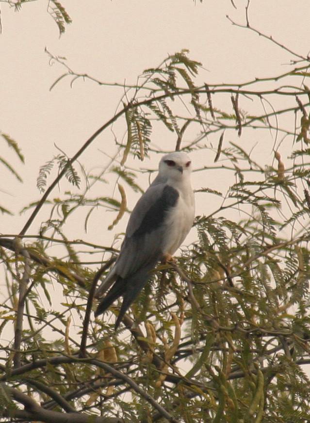 Black-shouldered Kite