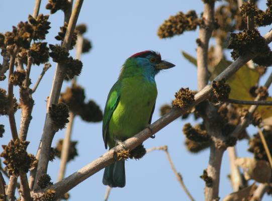 Blue-throated Barbet