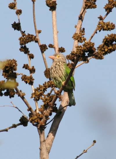 Brown-headed Barbet