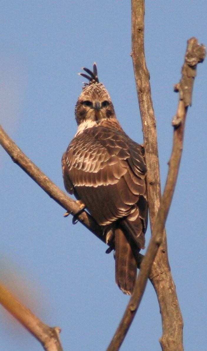 Changeable Hawk Eagle
