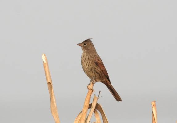 Crested Bunting female