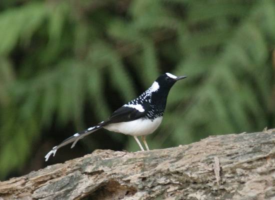 Spotted Forktail
