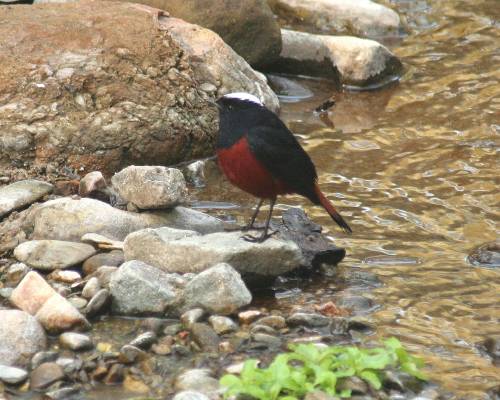 White-capped Water Redstart