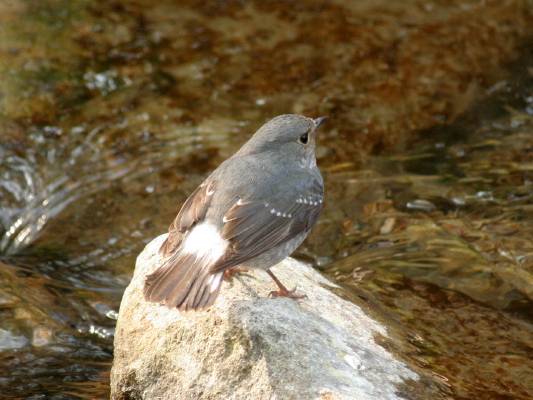 Plumbeous Water Redstart...